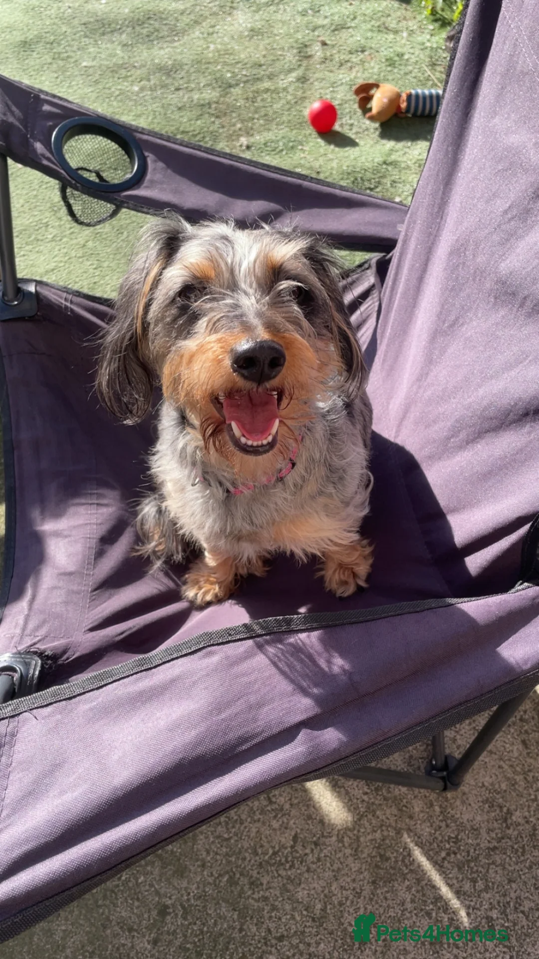 Mixed Breed dogs for sale: Beautiful Poochi Datzu Puppies  - Advert 2