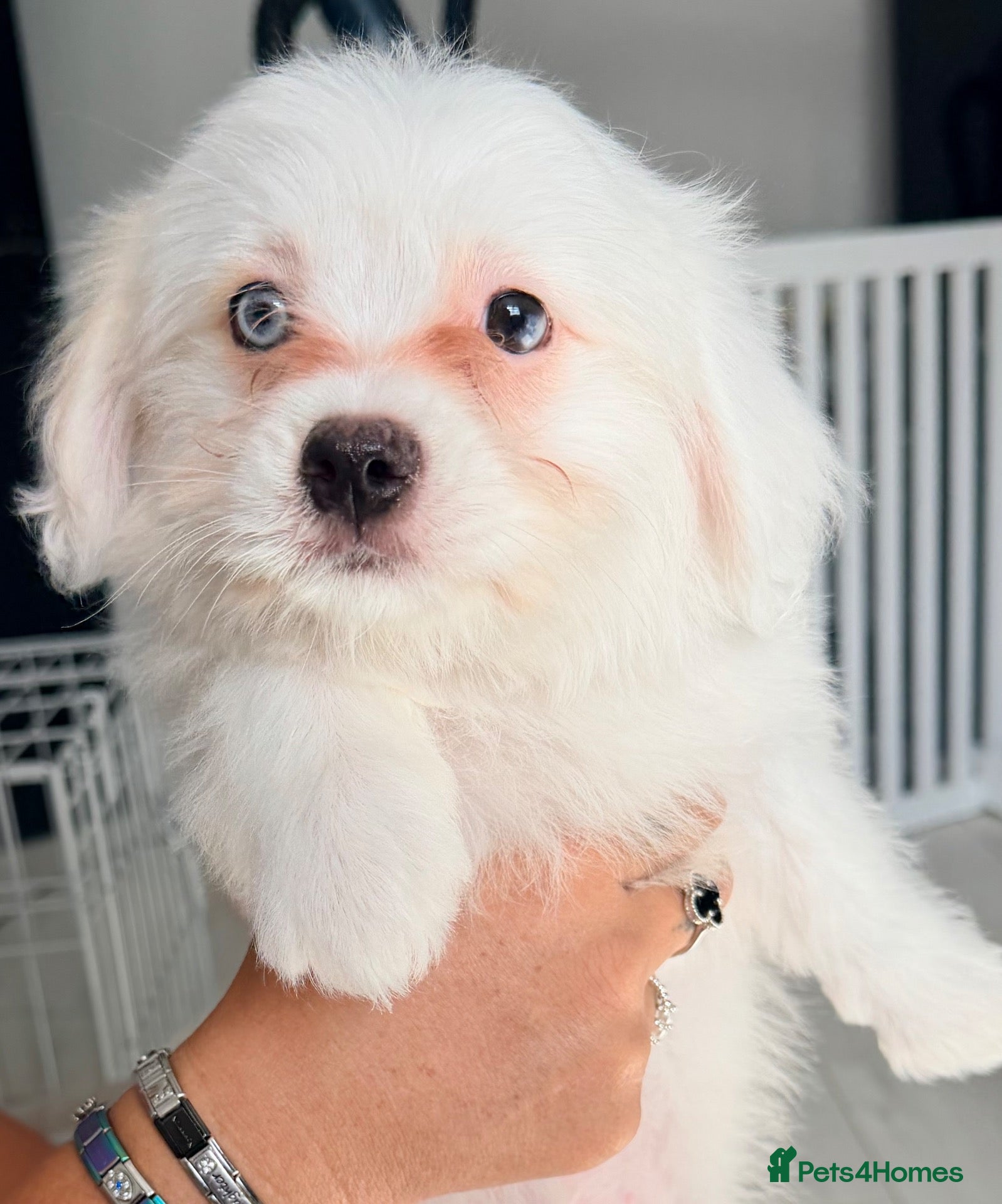 Mixed Breed dogs Tiny Malchi puppies - Advert 1
