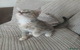 Mixed Breed cats for sale: 3 girls- 9 weeks- ready to go - Image 11