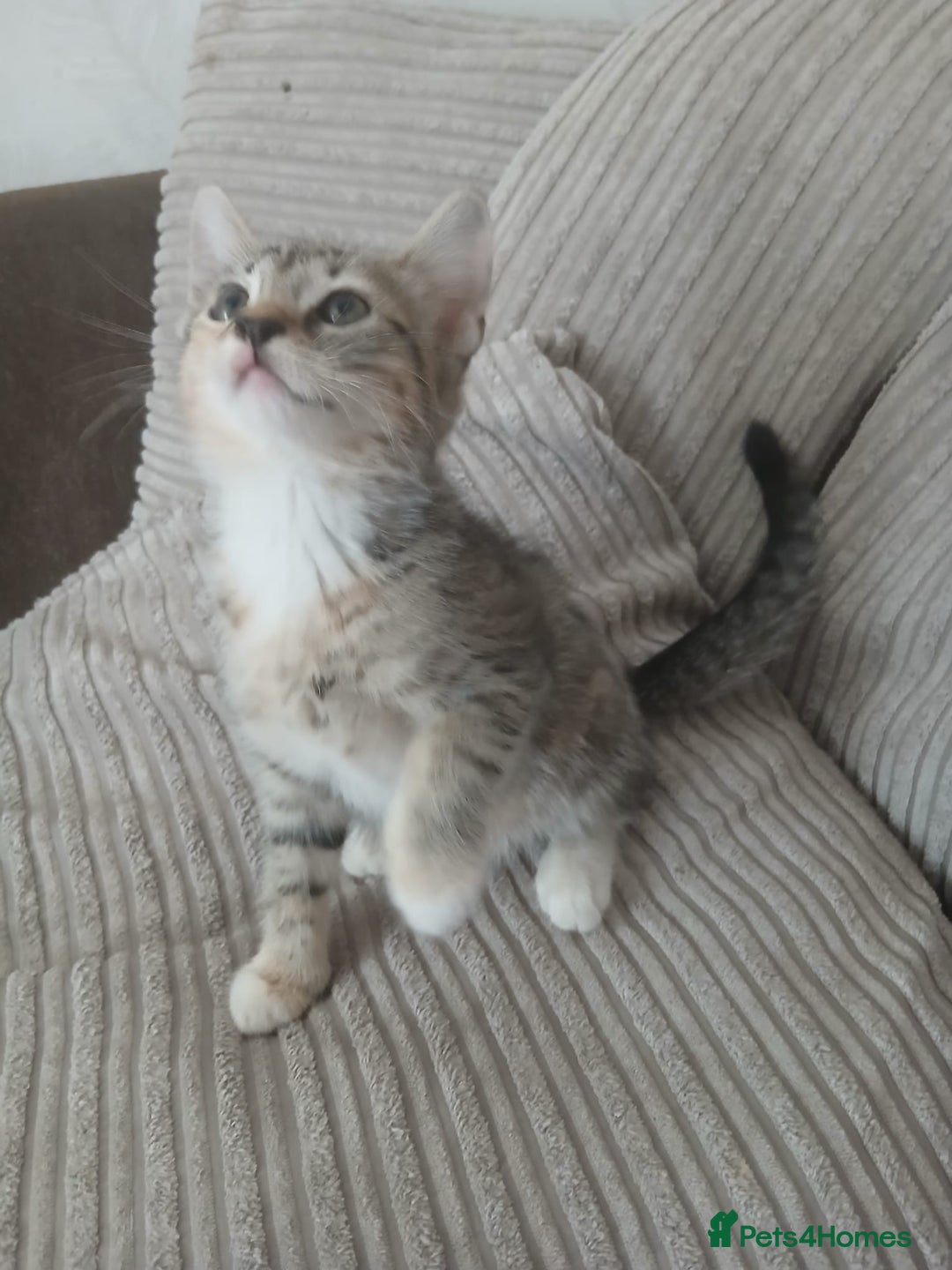 Mixed Breed cats for sale: 3 girls- 9 weeks- ready to go - Image 11