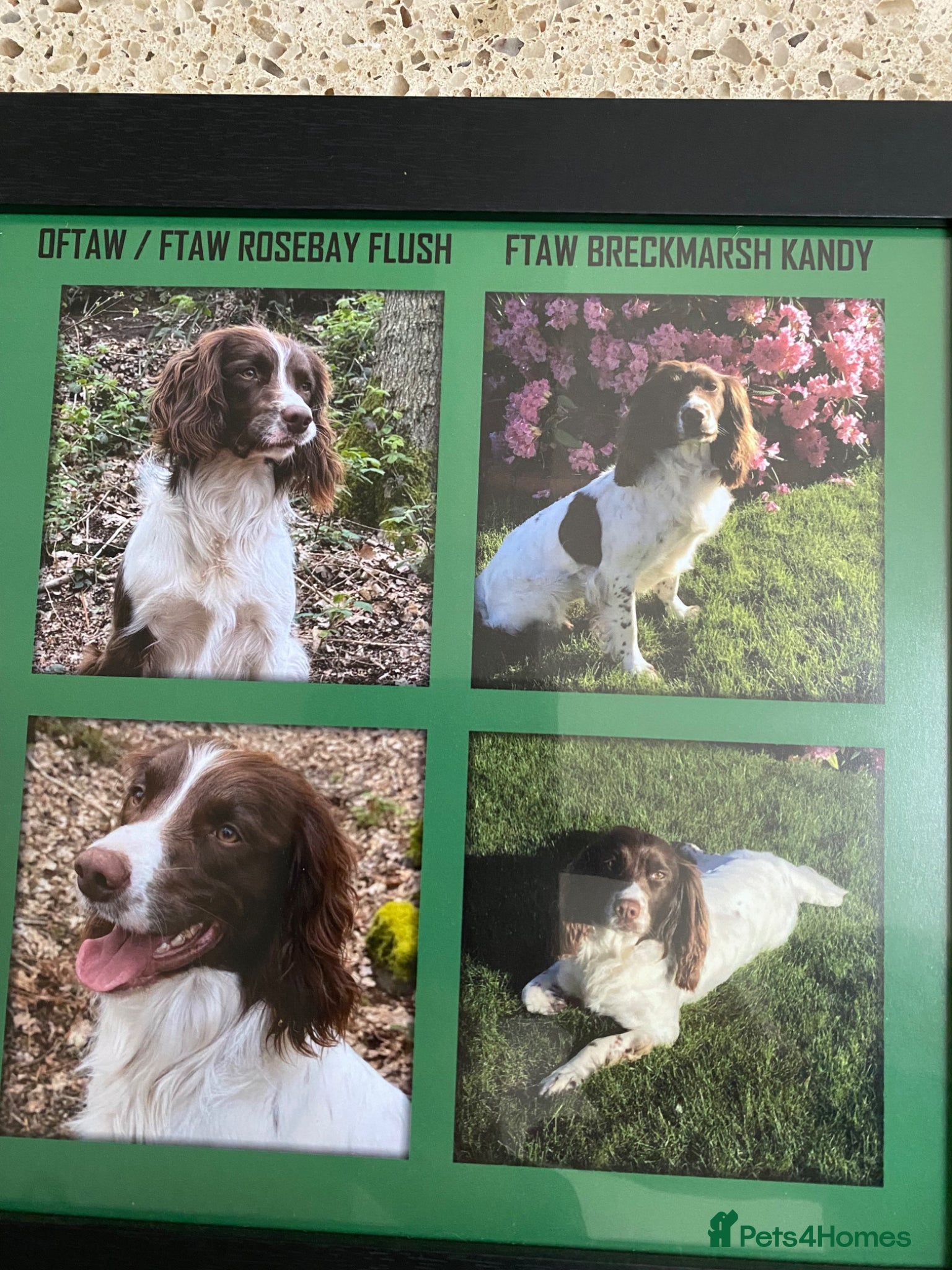 English Springer Spaniel dogs Liver & white ESS puppies for sale - Advert 1