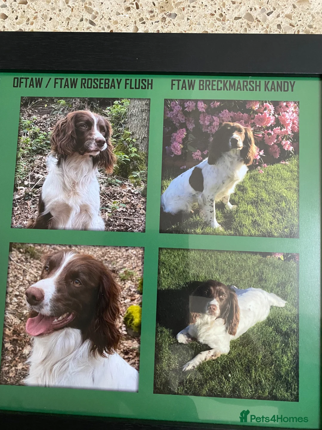 English Springer Spaniel dogs for sale: Liver & white ESS puppies for sale - Advert 1