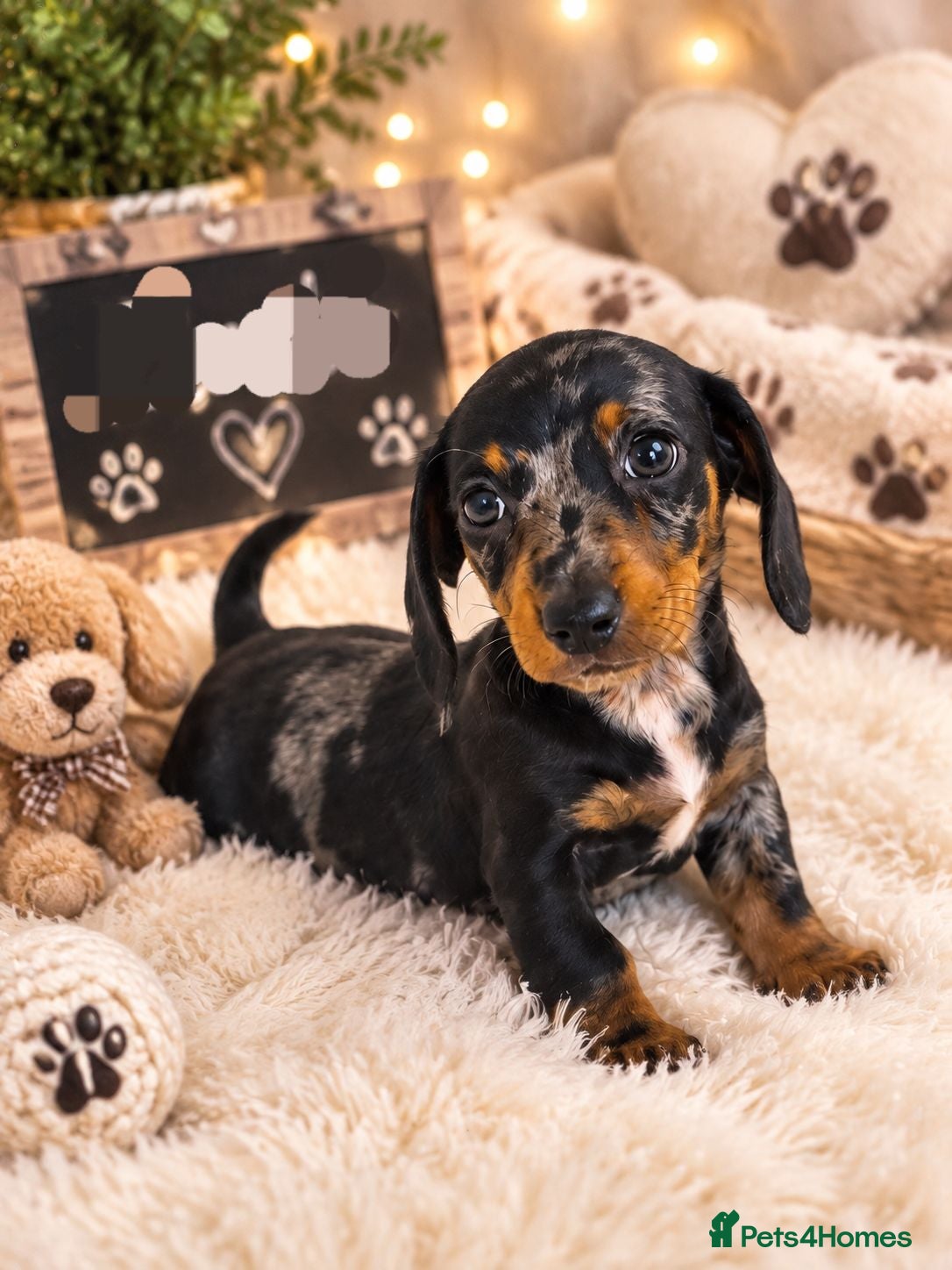 Miniature Dachshund dogs Beautiful Miniature Dachshund Puppies - Advert 1