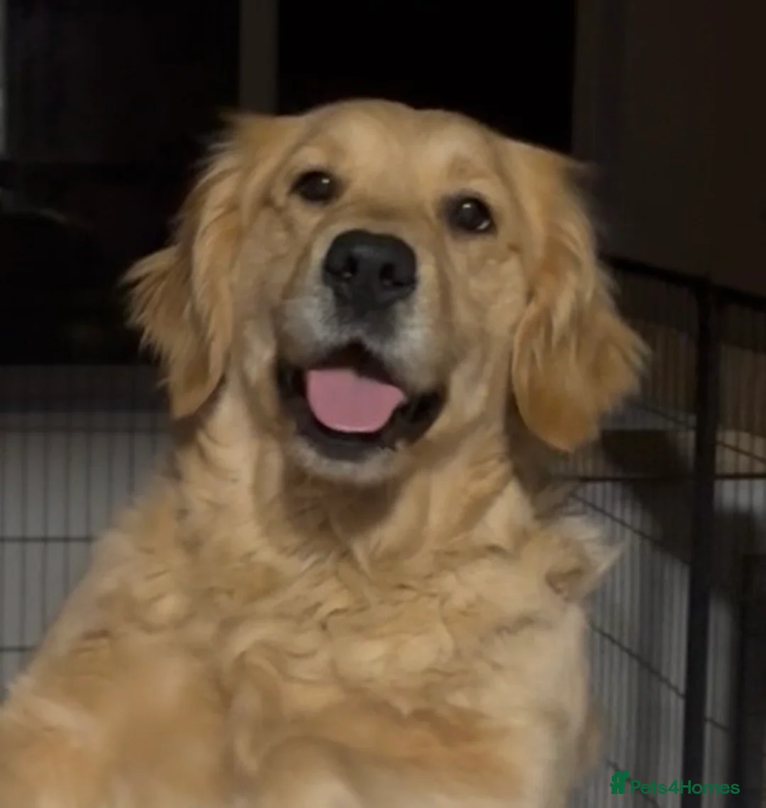 Golden Retriever dogs for sale: KC Genetically Clear Golden Retriever Girl  - Advert 7