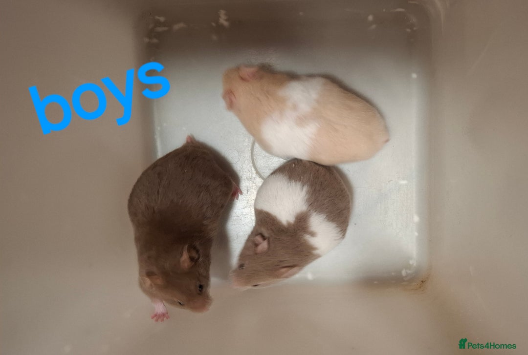 Hamster rodents for sale: Baby Syrian Hamsters - Advert 8