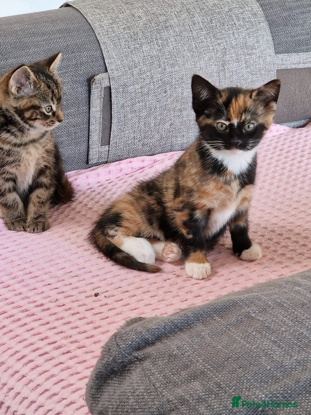 Mixed Breed cats for sale: Very special tortie and white girl - Advert 8