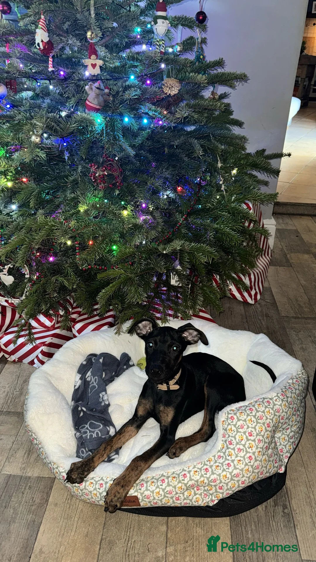 Mixed Breed dogs for sale: 5 month Doberman × Dutch Shepherd female available in Tetbury - Advert 9