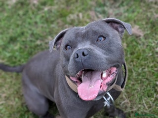 Staffordshire Bull Terrier dogs in Melton Constable - Advert 6