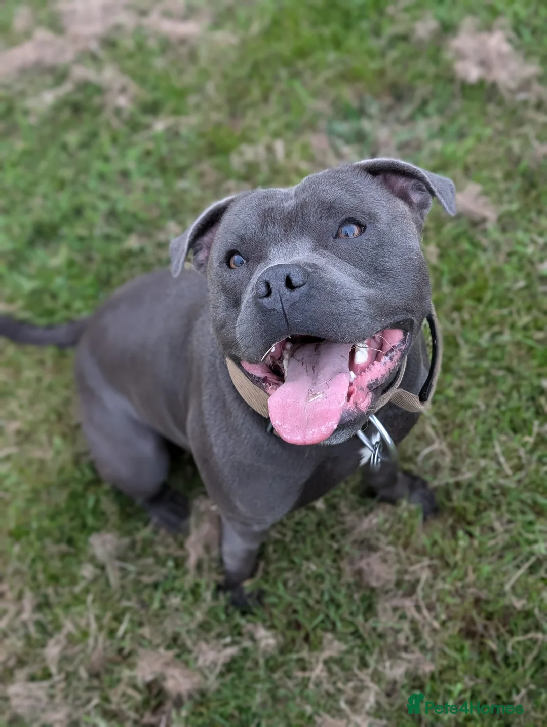 Staffordshire Bull Terrier dogs for stud: Proven Blue Staffordshire bull terrier, Staffy  in Melton Constable - Advert 2