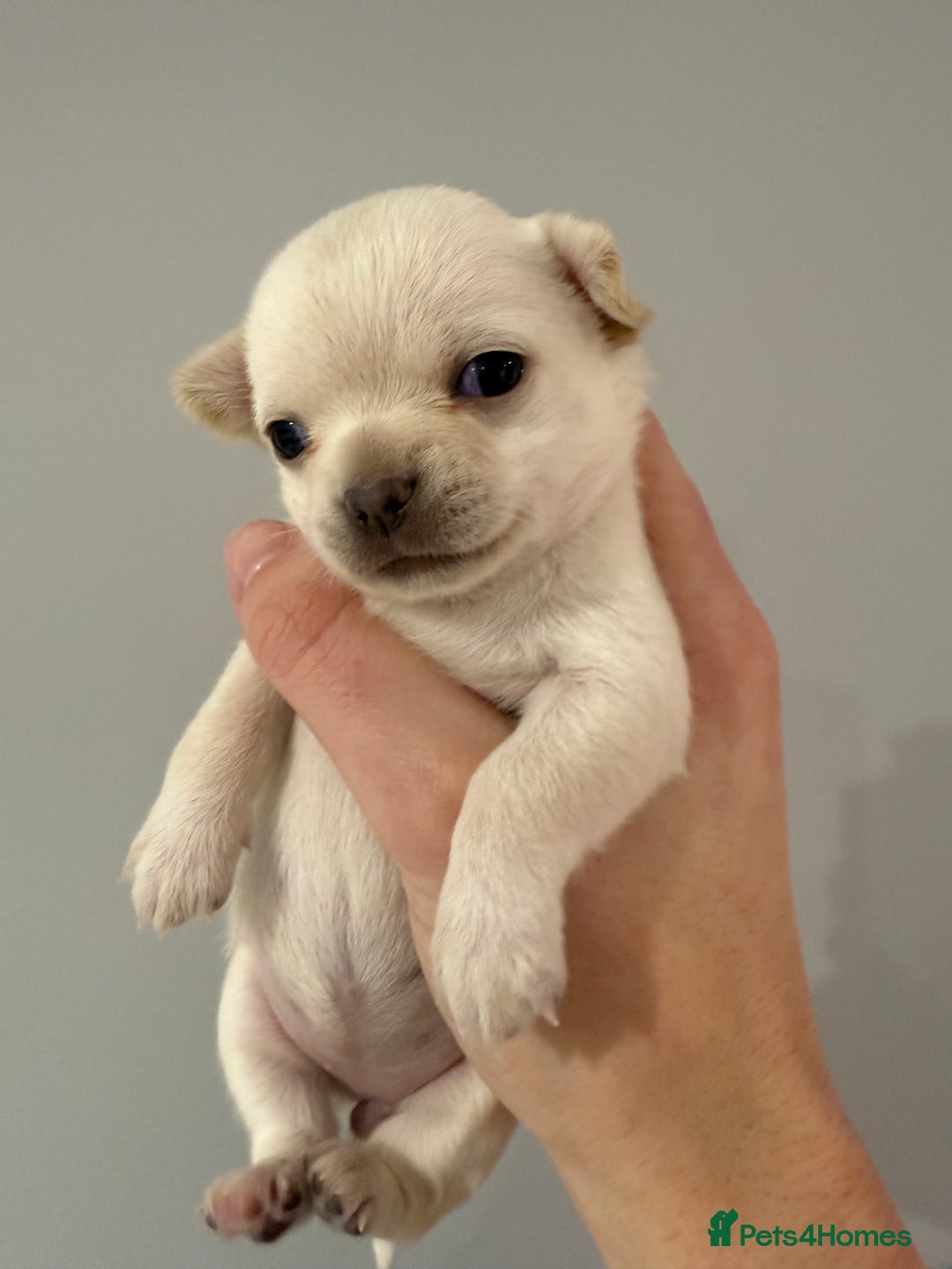 Chihuahua dogs for sale: Stunning smooth coat chihuahuas  - Advert 13