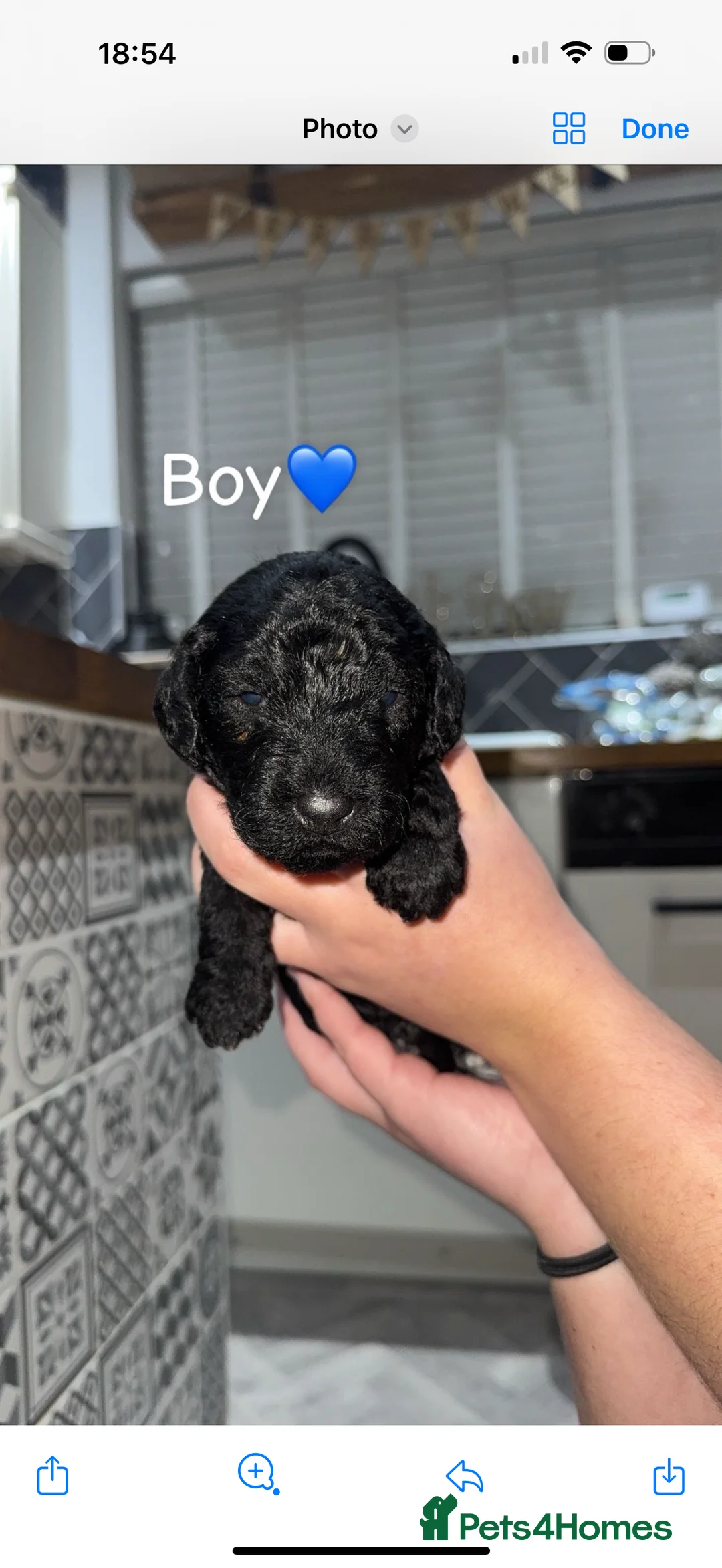 Bedlington Terrier dogs for sale: KC Registered Bedlington Terrier Pups  - Advert 3