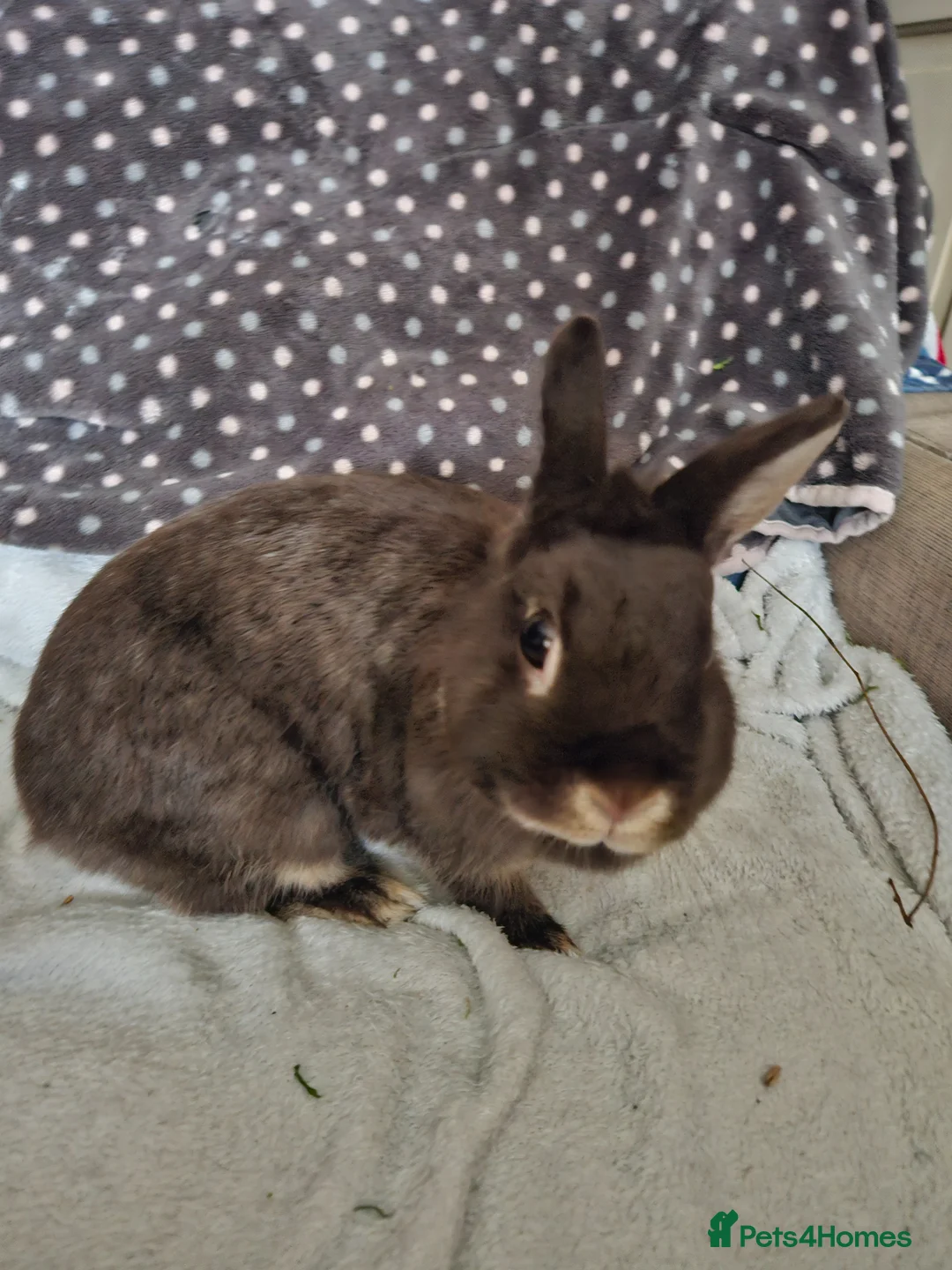 Netherland Dwarf rabbits for sale: Chocolate Otter female  - Advert 4