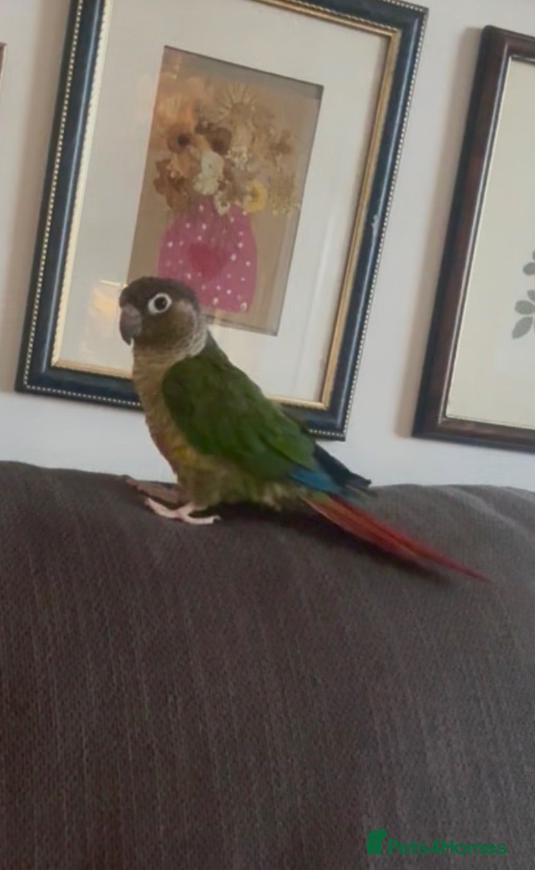 Conures birds Semi-tame green cheek conure - Advert 2