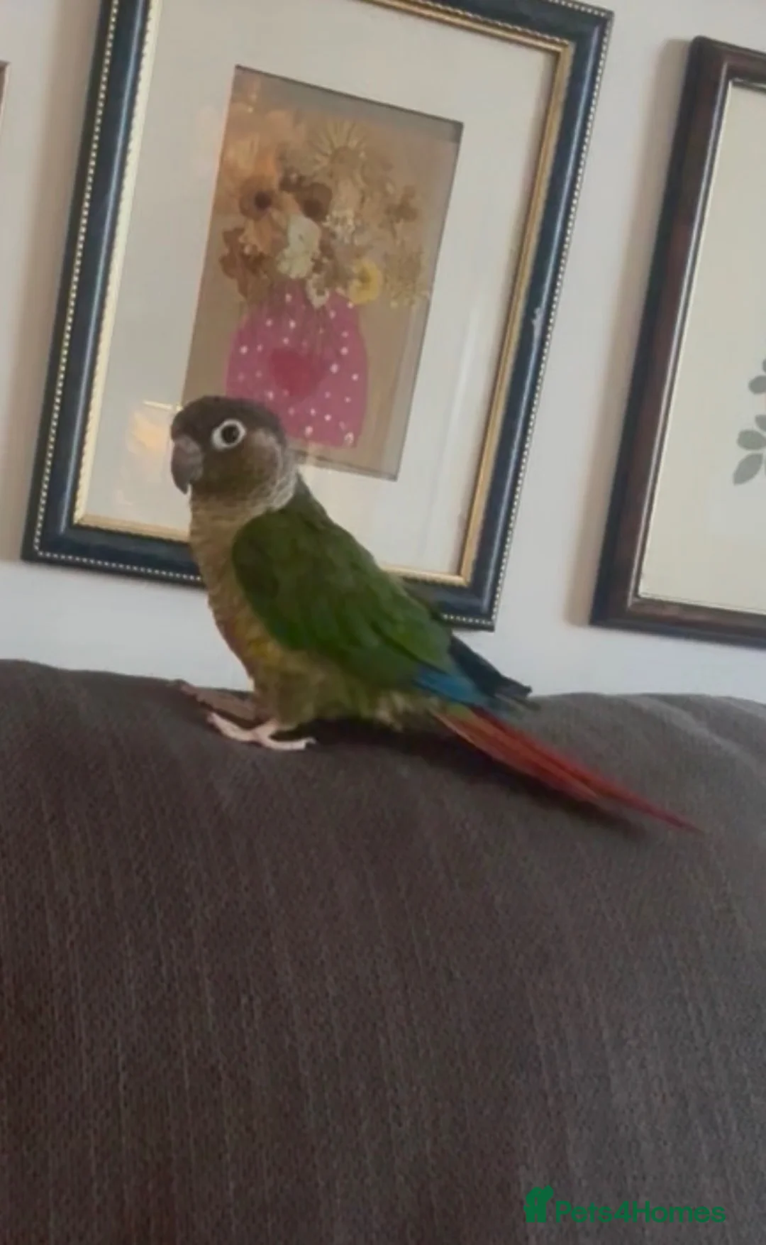 Conures birds for sale: Semi-tame green cheek conure - Advert 1