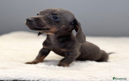 Miniature Dachshund dogs for sale: Miniature smooth coat Dachshund puppies - Image 3