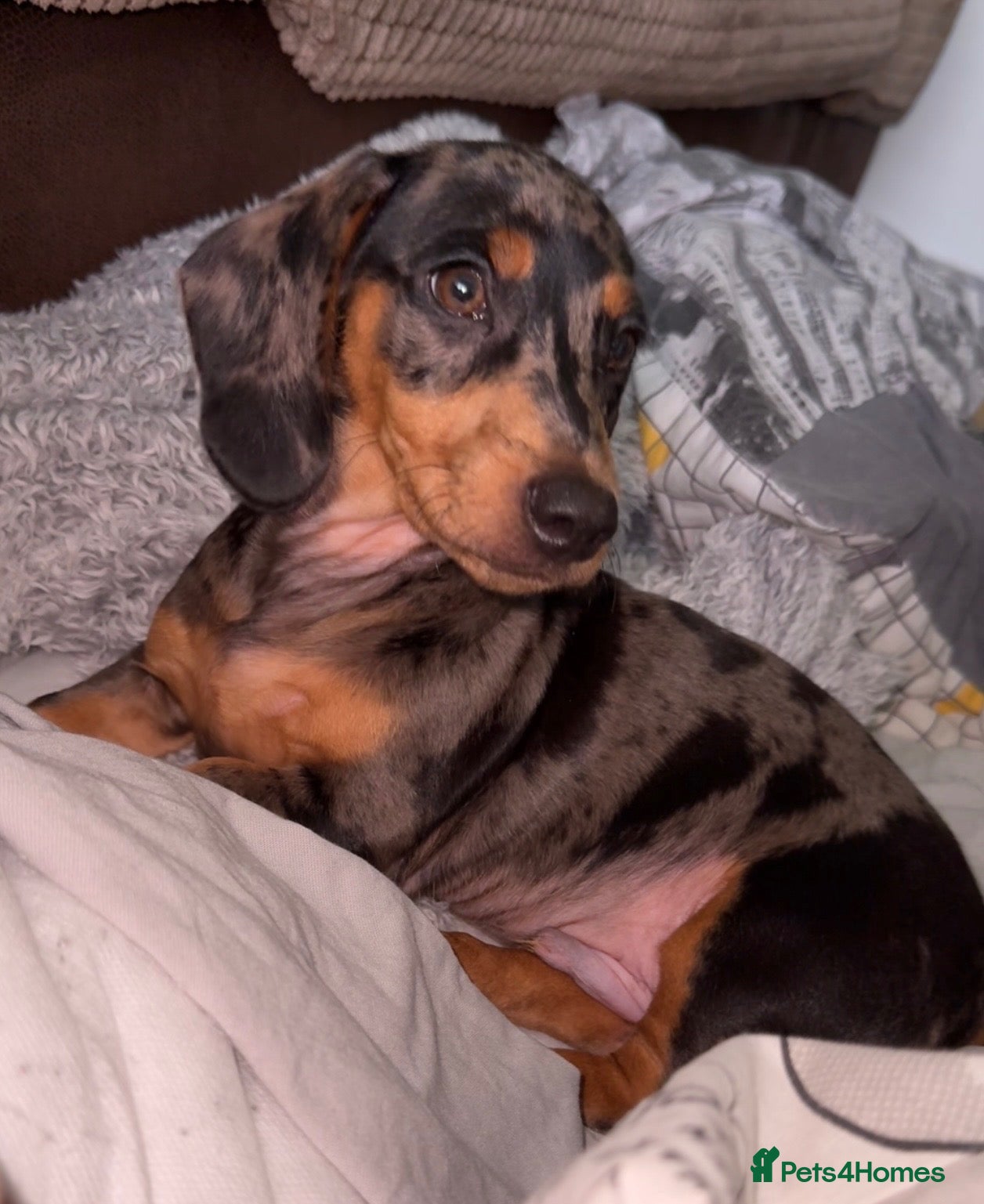 Miniature Dachshund dogs for sale: Miniature Dapple Dachshund – KC Registered - Advert 1