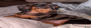 Miniature Dachshund 1