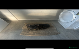 French Bulldog dogs for sale: French Bulldog - Image 3