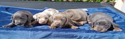 Miniature Dachshund dogs for sale: KC Reg PRA Clear mini solid colours  - Advert 1