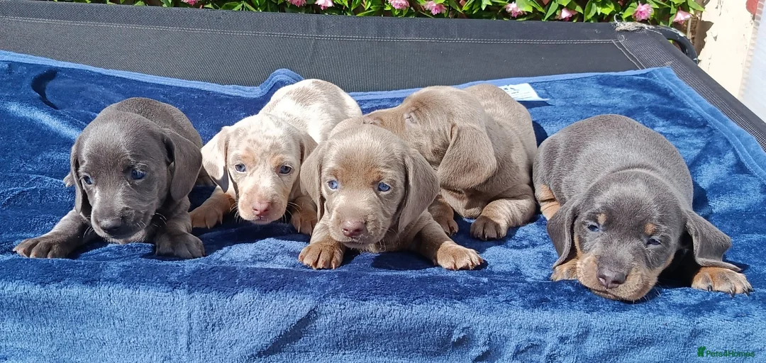 Miniature Dachshund dogs for sale: KC Reg PRA Clear mini solid colours  - Advert 1