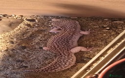 Gecko reptiles for sale: Breeding pair leopard geckos  - Image 2
