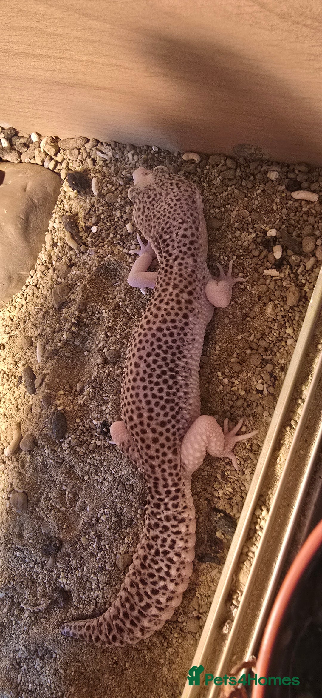Gecko reptiles for sale: Breeding pair leopard geckos  - Image 2