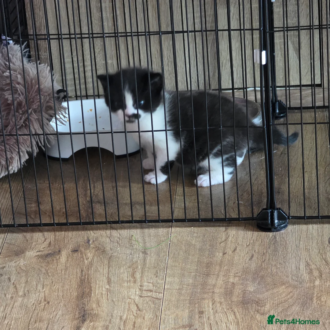 Russian Blue cats for sale: Mixed Russian blue kittens - Advert 12