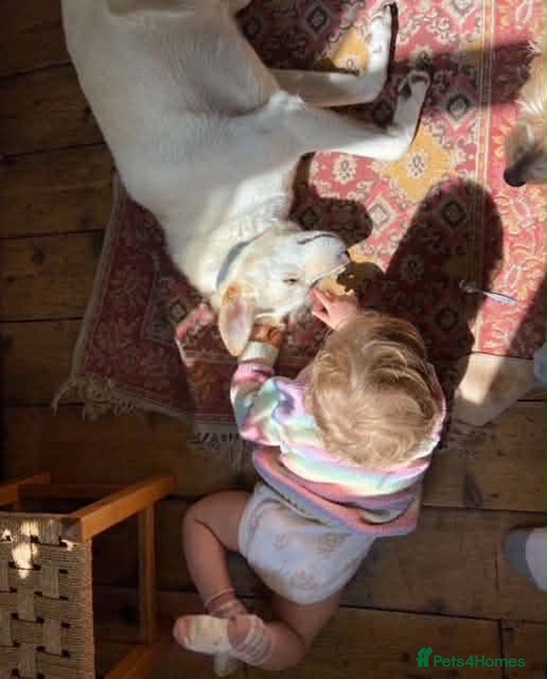 Mixed Breed dogs for adoption: SHILOH-happy girl/loving family dog/playful/social - Advert 14