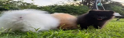 Pomeranian dogs for sale:  Teddy Bear Pomeranian Puppies - Advert 6