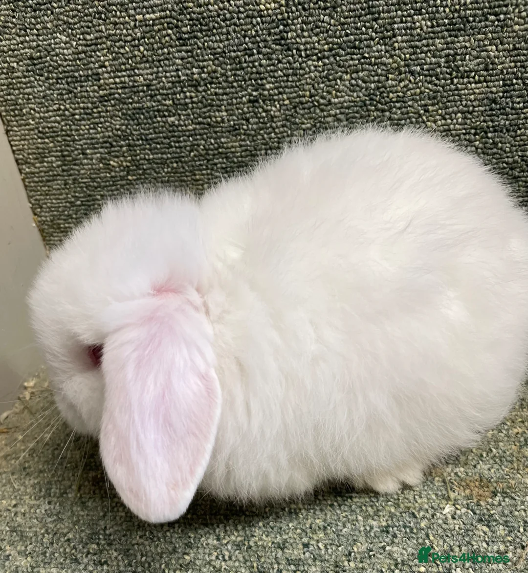 Mini Lop rabbits for sale: Mini lop sweet female - Advert 5