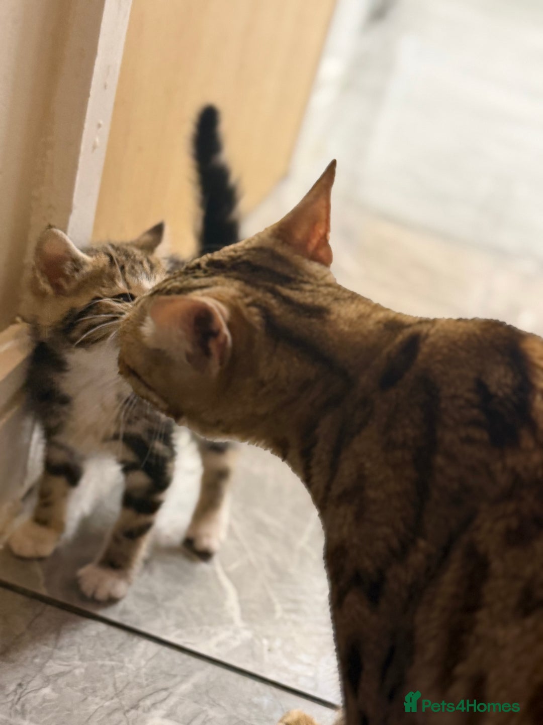 Bengal cats for sale: Adorable kittens for loving homes - Advert 8