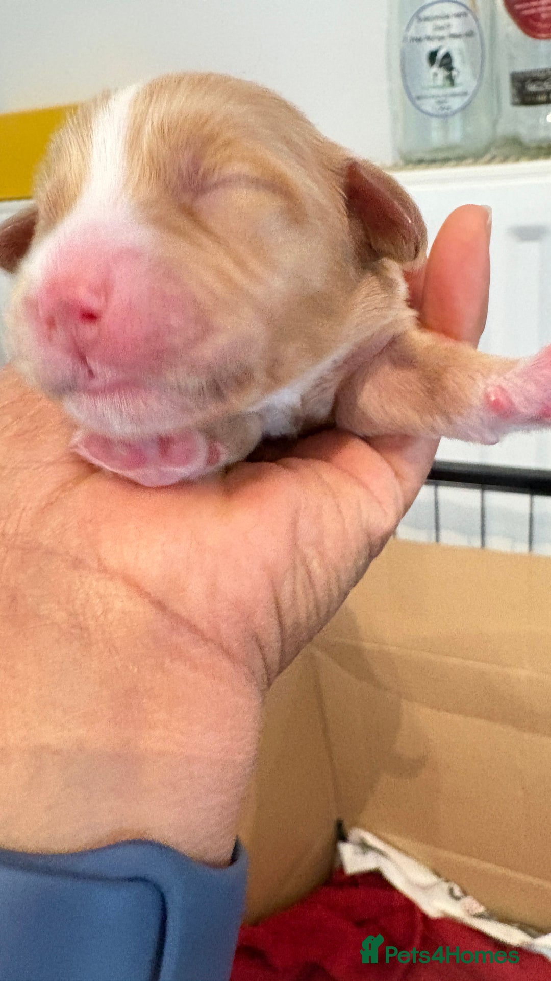 Sprocker dogs for sale: Sprocker for sale - Image 19