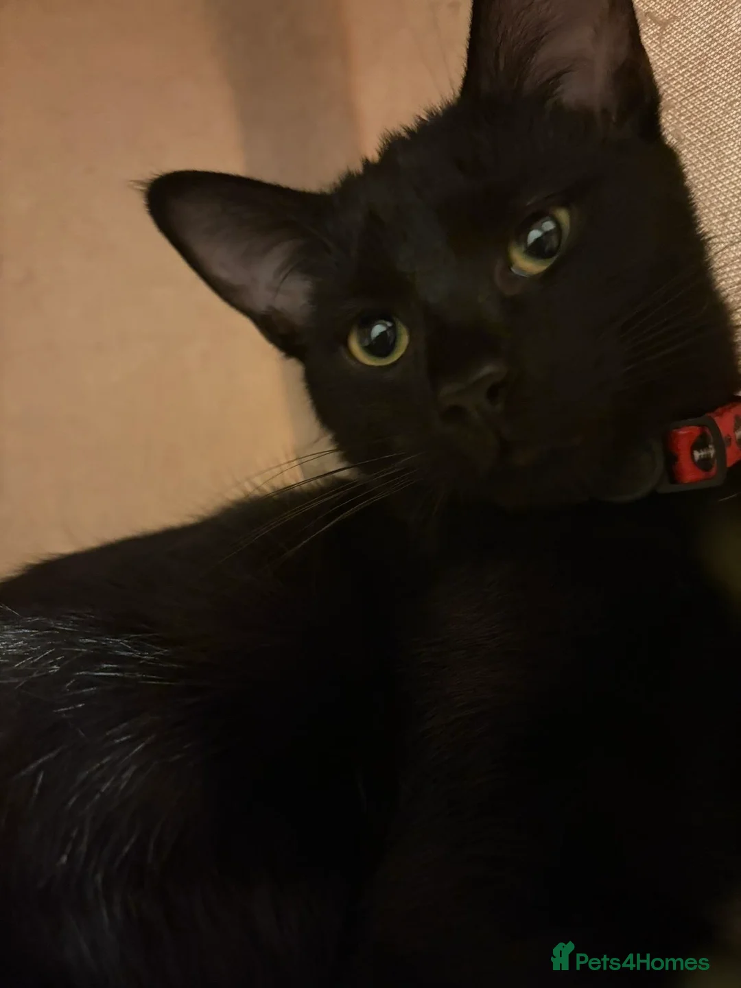 Mixed Breed cats for sale: Desperate need of home  - Advert 10