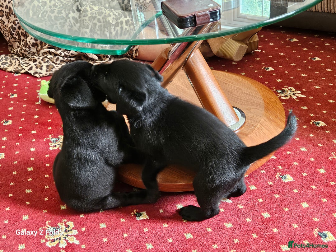 Labrador Retriever dogs for sale: Stunning litter Both Parents Health Tested - Image 18