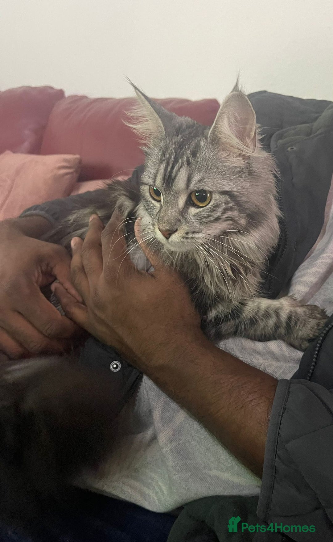 Maine Coon cats for sale: Maine Coon - Advert 19