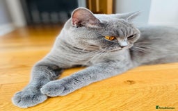 British Shorthair cats for sale: British Shorthair Kittens - Image 7