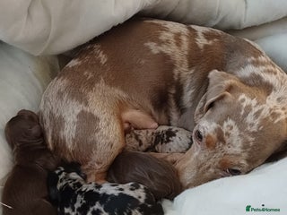 Dachshund dogs Miniature dachshund puppies - Advert 9