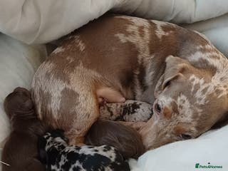 Dachshund dogs Miniature dachshund puppies - Advert 13