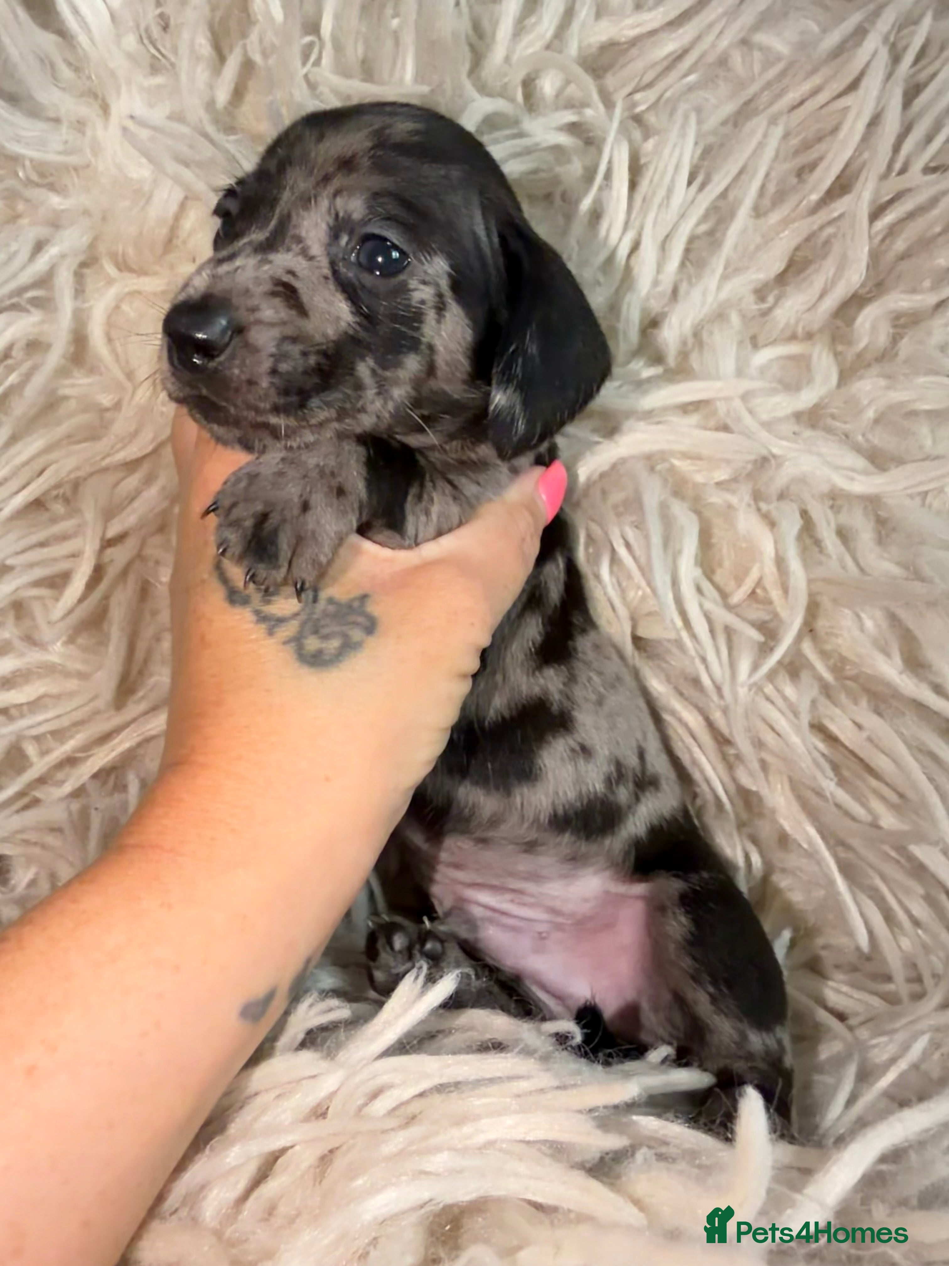 Miniature Dachshund dogs Kc registered kaninchen dachshunds  - Advert 6