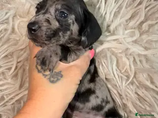 Miniature Dachshund dogs Kc registered kaninchen dachshunds - Advert 6