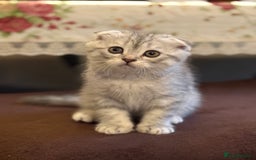 Scottish Fold cats for sale: Adorable Scottish Fold Kittens - Advert 4