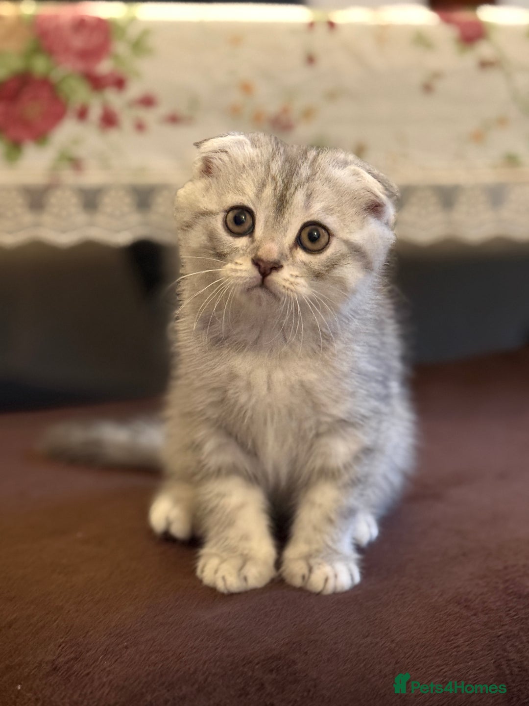 Scottish Fold cats for sale: Adorable Scottish Fold Kittens - Advert 4