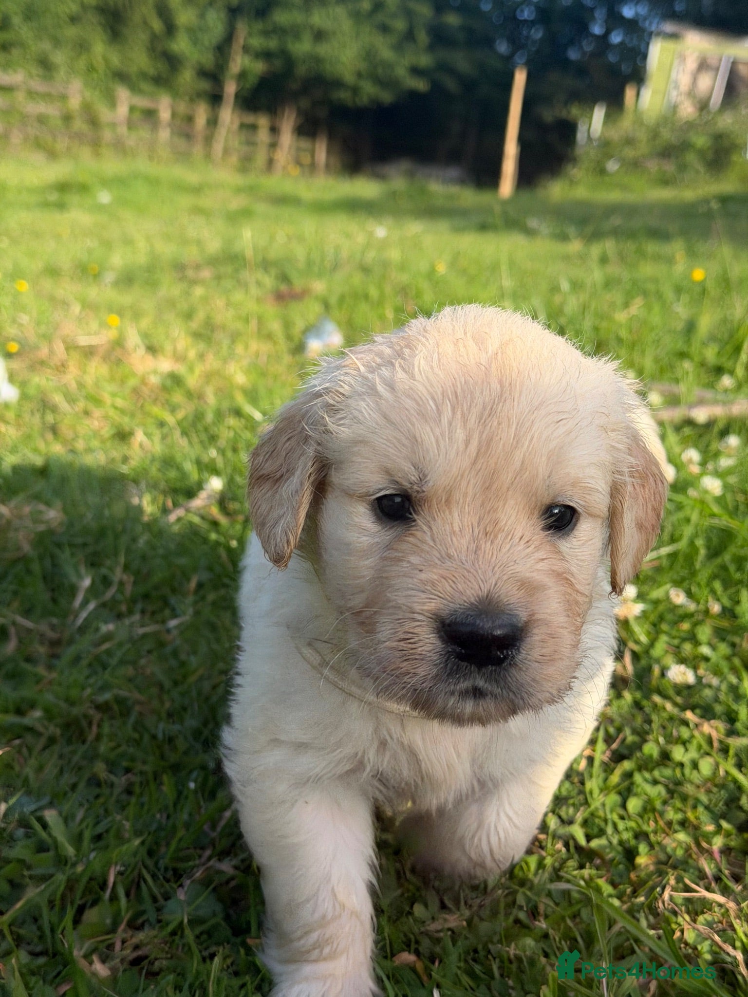Golden Retriever dogs Mack/ Bryn Bach Golden X Evie/ Angel Annwyl - Advert 12