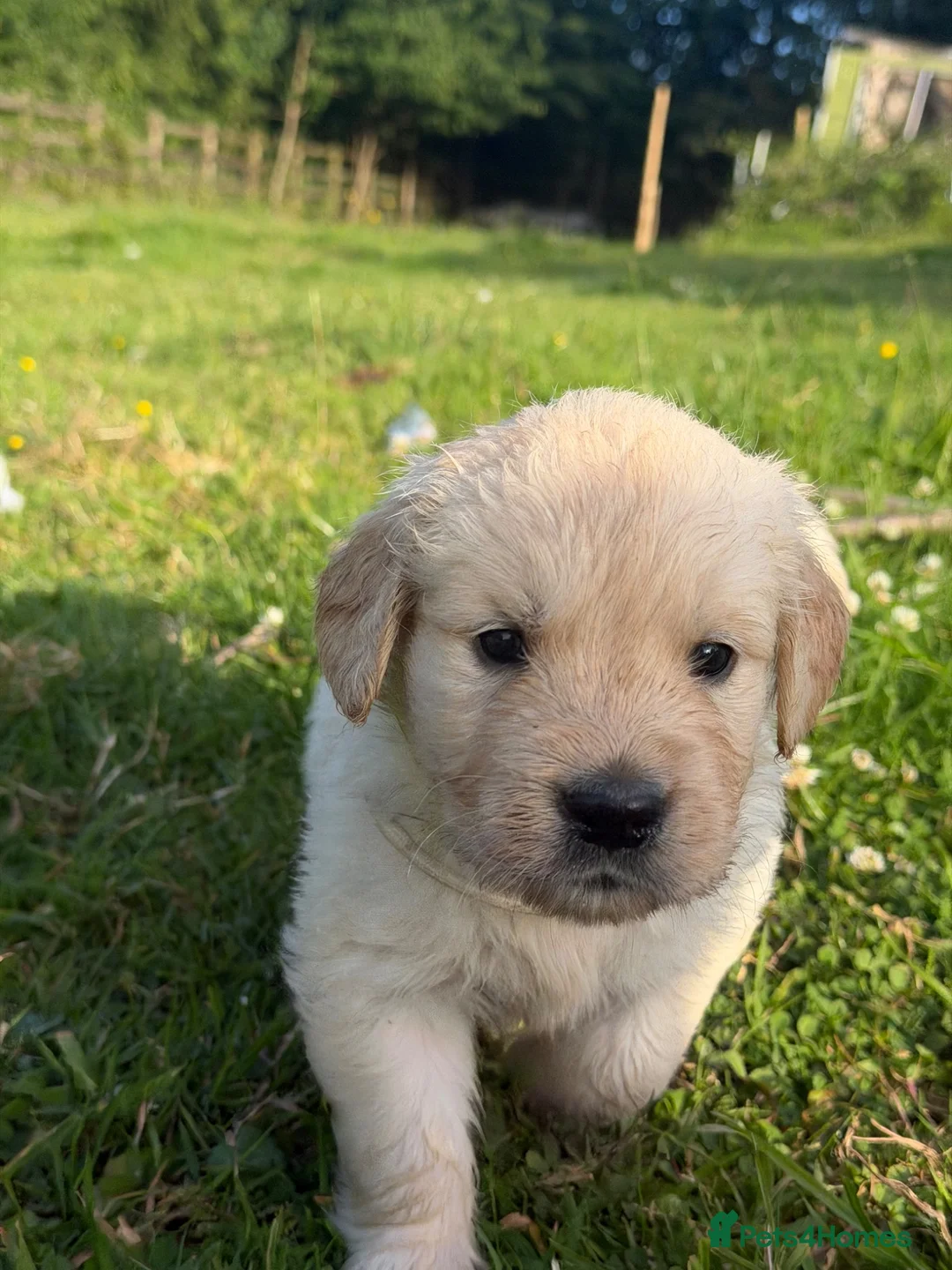 Golden Retriever dogs for sale: Mack/ Bryn Bach Golden X Evie/ Angel Annwyl - Advert 1
