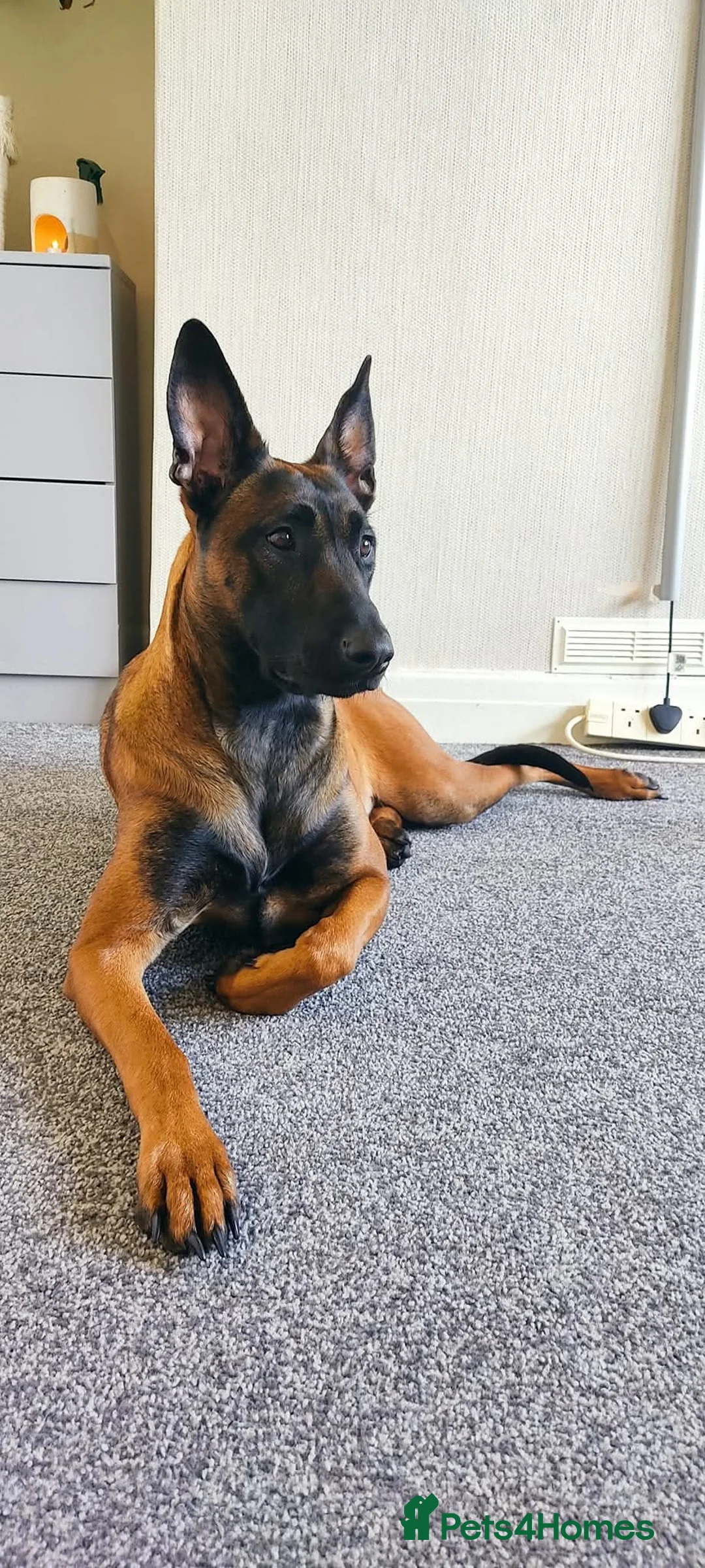 Belgian Shepherd Dog dogs for sale: Female Belgian malinos for rehoming  - Advert 1