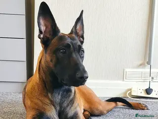 Belgian Shepherd Dog dogs Female Belgian malinos for rehoming - Advert 2