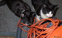 Mixed Breed cats for sale: Two kitten for sale - Image 10