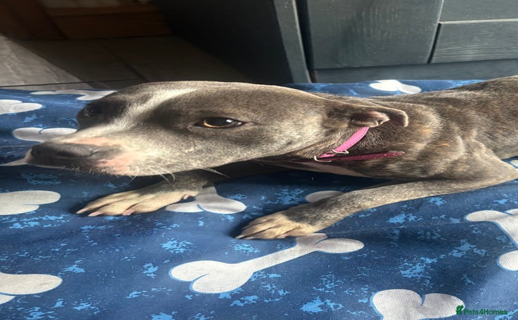 Staffordshire Bull Terrier dogs - Advert 12