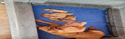Labrador Retriever dogs for sale: Fox Red Labrador Puppies - Advert 3