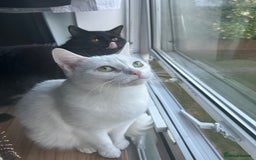 Ragdoll cats for sale: Ragdoll x Russian white Male !! - Image 6